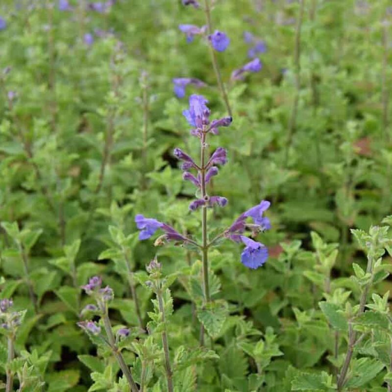 Nepeta x faassenii 'Kit Kat' ---